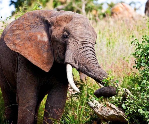 Elepant - Lake Manyara National Park - KAnje grand tours