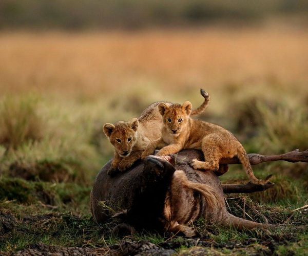 Kanje grand tours - Lake Manyara National Park