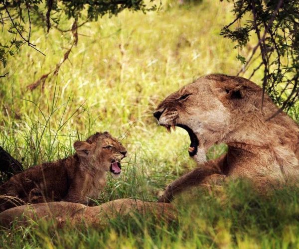 Lake Manyara - Kanje grand tours